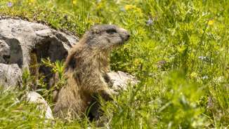 La marmotta esce dalla sua tana nel mezzo di un colorato prato alpino a Malbun, circondata da erbe verdi e fiori selvatici.