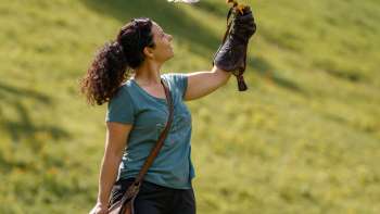 Harris-Hawk siede sulla mano di una donna