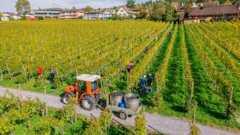 Operai che raccolgono l'uva nei vigneti della Hofkellerei Vaduz, con trattore e contenitori per la raccolta.