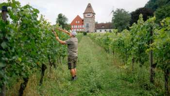 L'enologo Harry Zech al lavoro nel vigneto di fronte alla chiesa di San Pietro a Schaan - viticoltura sostenibile nel Liechtenstein.