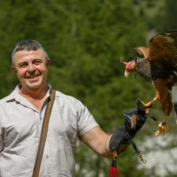 Falconiere con il falco di Harris sulla mano