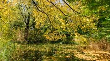 Colorata atmosfera autunnale al laghetto del Parco Naturale di Haberfeld, con foglie gialle e superficie dell'acqua calma.