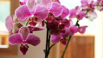 Spazio abitativo appartamento per vacanze Beck Bärgtälli