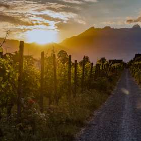 Vigneti della Hofkellerei di Vaduz al tramonto con vista sulle montagne - atmosfera serale suggestiva nel Principato del Liechtenstein