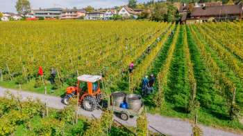 Operai che raccolgono l'uva nei vigneti della Hofkellerei Vaduz, con trattore e contenitori per la raccolta.