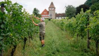 L'enologo Harry Zech al lavoro nel vigneto di fronte alla chiesa di San Pietro a Schaan - viticoltura sostenibile nel Liechtenstein.