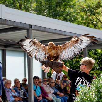 Un ragazzo tiene in braccio un rapace, guidato da un falconiere