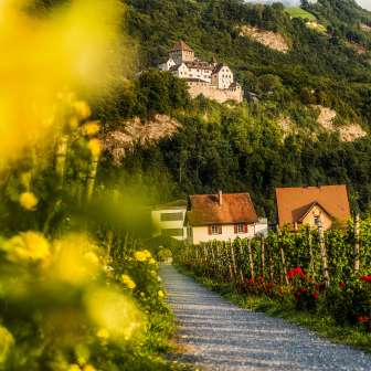 Vista del castello di Vaduz dal sentiero del vino attraverso i vigneti con fiori, viti e case nel Liechtenstein