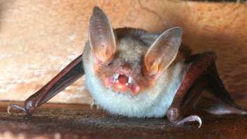 I pipistrelli nel Liechtenstein - una mostra fotografica