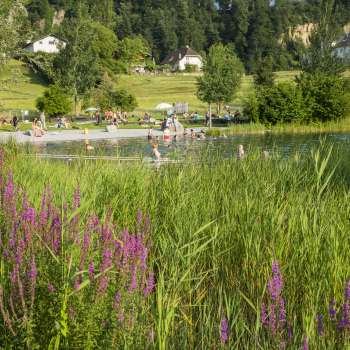 Fiori di prato in fiore davanti al lago balneabile di Grossabünt, una meta escursionistica molto apprezzata nel Liechtenstein dagli amanti della natura e dei bagni.