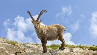 Uno stambecco su una roccia
