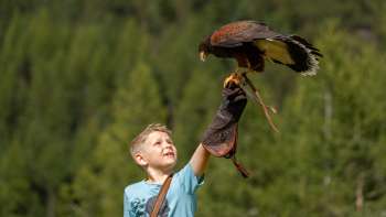 Harris-Hawk siede sulla mano di un ragazzo