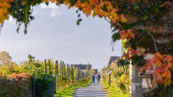 Sentiero del vino autunnale, costeggiato da foglie colorate e da un pergolato di viti.