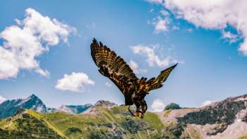 L'aquila vola sulle montagne del Liechtenstein