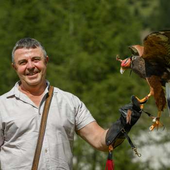 Falconiere con il falco di Harris sulla mano