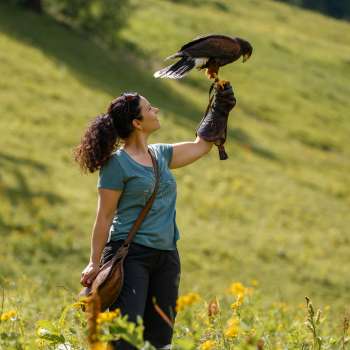 Harris-Hawk siede sulla mano di una donna