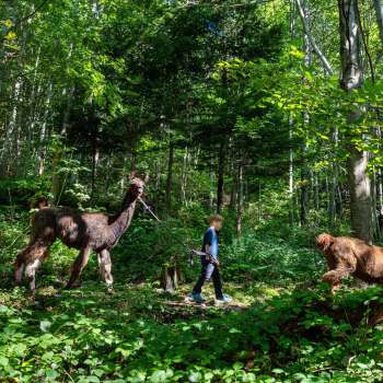 Trekking con lama e alpaca nella foresta ombrosa