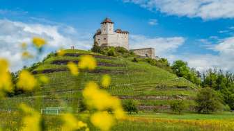Rocca di Gutenberg in primavera - paesaggio in fiore sul «Sentiero del Liechtenstein» Prati primaverili con fiori gialli davanti alla rocca di Gutenberg a Balzers - una tappa popolare sul «Sentiero del Liechtenstein» con un panorama storico