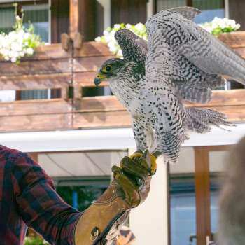 Falconiere con falco sulla mano