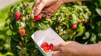 Fragole appena colte direttamente dal cespuglio al Neufeldhof - frutta di stagione da raccogliere personalmente in Liechtenstein.