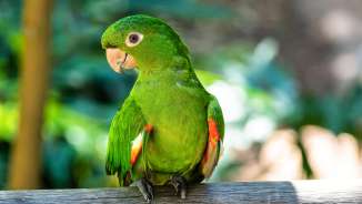 Pappagallo verde con macchie alari rosse su un ramo nel paradiso degli uccelli di Mauren
