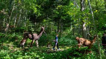 Trekking con lama e alpaca nella foresta ombrosa