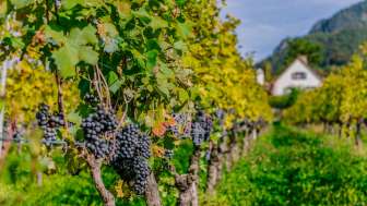 Filari di viti con acini scuri e maturi in un vigneto autunnale nel Liechtenstein sullo sfondo delle Alpi