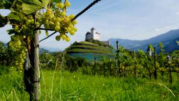 Vigne con uva matura in primo piano, alle spalle l'imponente rocca di Gutenberg a Balzers
