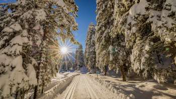 Pista di sci di fondo invernale attraverso la foresta innevata vicino a Steg con il sole sullo sfondo