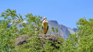 Cicogna bianca su un grande nido tra le cime degli alberi di fronte alle montagne del Liechtenstein con un cielo limpido - simbolo della biodiversità