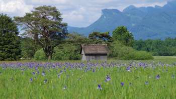 Ampio percorso naturalistico attraverso la riserva naturale Ruggeller Riet con un impressionante panorama montano in una giornata di sole