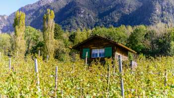 Piccola baita con persiane verdi in mezzo a un vigneto autunnale sullo sfondo delle Alpi