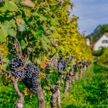 Uva blu matura appesa alle viti di un vigneto soleggiato a Vaduz