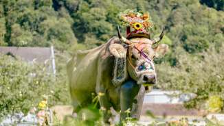 Mucca con elaborate decorazioni floreali e campana tradizionale durante la tradizionale cavalcata alpina in Liechtenstein, in uno scenario naturale verdeggiante