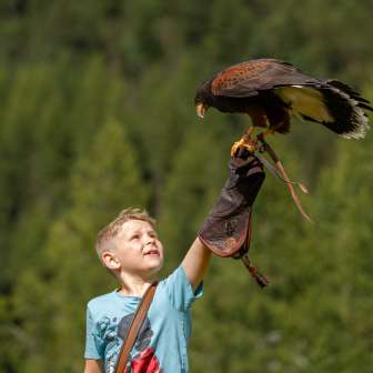 Aquila seduta sulla mano di un ragazzo