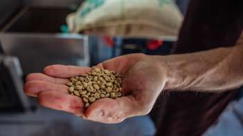Primo piano di una mano che mostra i chicchi di caffè di Demmel Kaffee