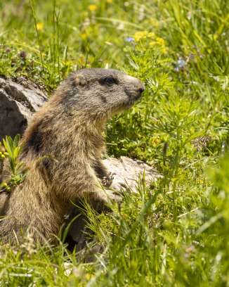 La marmotta esce dalla sua tana nel mezzo di un colorato prato alpino a Malbun, circondata da erbe verdi e fiori selvatici.
