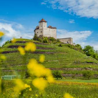 Prati primaverili con fiori gialli davanti alla rocca di Gutenberg a Balzers - una tappa popolare sul «Sentiero del Liechtenstein» con un panorama storico