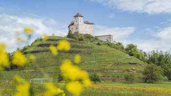 Veduta della Rocca di Gutenberg con fiori gialli in primo piano e cielo azzurro sullo sfondo