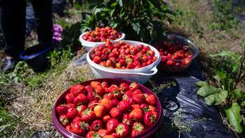 Fragole appena raccolte in grandi vassoi nel campo di Bangshof - varietà di frutta di stagione proveniente dalla nostra coltivazione.