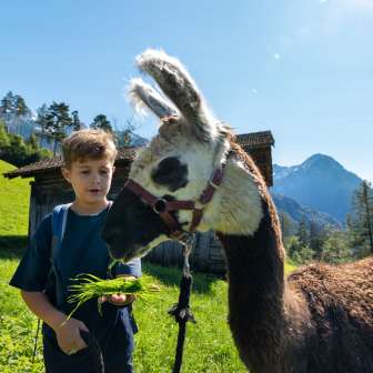 Un ragazzo nutre un lama bianco e marrone con erba fresca sullo sfondo di una montagna alpina nel Liechtenstein.