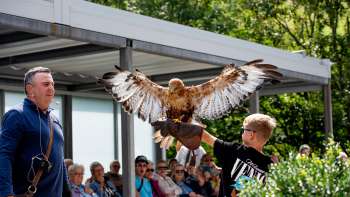 Un ragazzo tiene in braccio un rapace, guidato da un falconiere